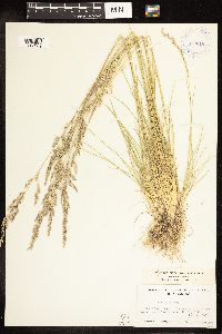 Poa secunda subsp. juncifolia image