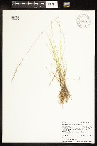 Poa secunda subsp. juncifolia image