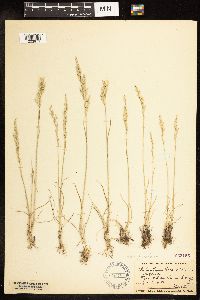 Poa secunda subsp. juncifolia image