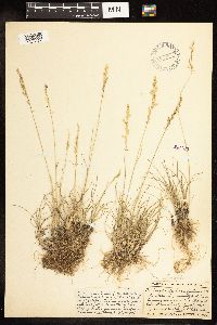 Poa secunda subsp. juncifolia image