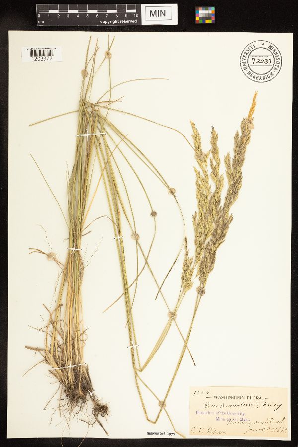 Poa secunda subsp. juncifolia image