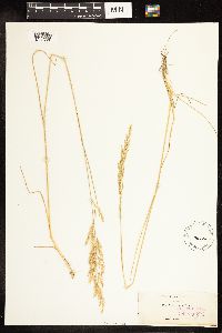 thumbnail image of current specimen