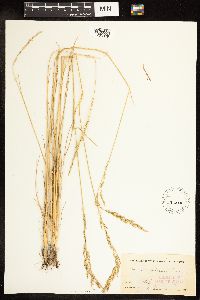 thumbnail image of current specimen