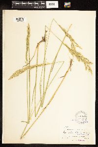 Poa secunda subsp. juncifolia image