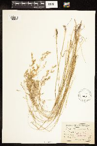 Poa secunda subsp. juncifolia image