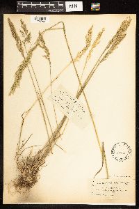 Poa secunda subsp. juncifolia image