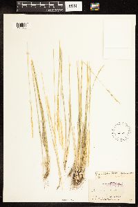 thumbnail image of current specimen