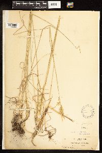 Poa secunda subsp. juncifolia image