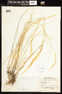 Poa secunda subsp. juncifolia image