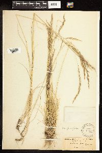 Poa secunda subsp. juncifolia image