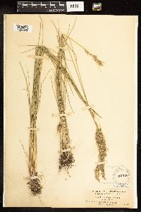 Poa secunda subsp. juncifolia image