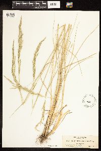 Poa secunda subsp. juncifolia image