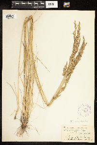 Poa secunda subsp. juncifolia image