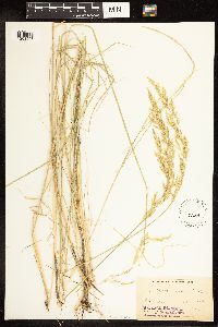 Poa secunda subsp. juncifolia image