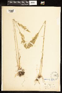 Poa secunda subsp. juncifolia image