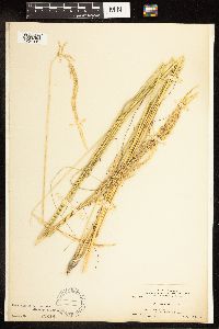 Poa secunda subsp. juncifolia image