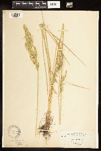 thumbnail image of current specimen