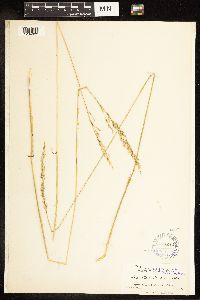 thumbnail image of current specimen