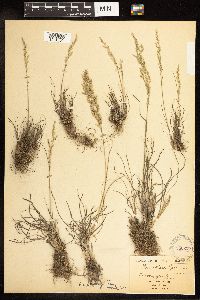 Poa secunda image