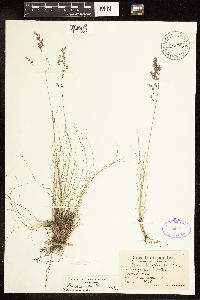 Poa secunda image
