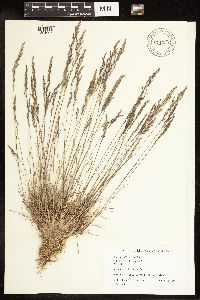 Poa secunda image