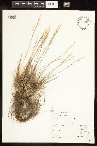 Poa secunda image