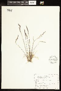 Poa secunda image