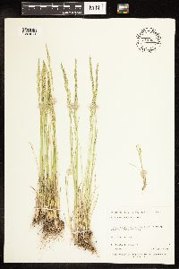 Poa secunda image