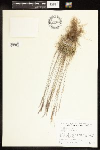 Poa secunda image