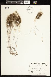 Poa secunda image