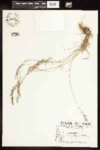 Poa secunda image