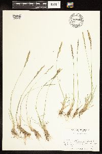 Poa secunda image