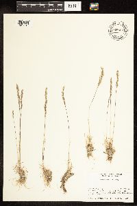 Poa secunda image