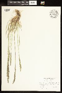 Poa secunda image