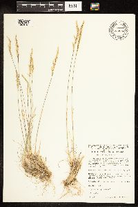 Poa secunda image