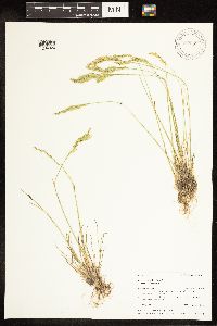 Poa secunda image