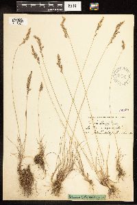 Poa secunda image