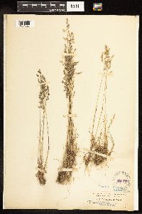 Poa secunda image