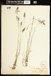 Poa secunda image