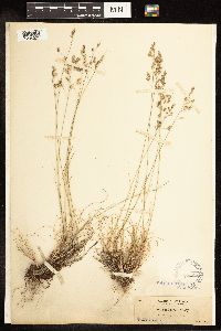 Poa secunda image