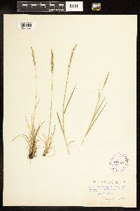 Poa secunda image