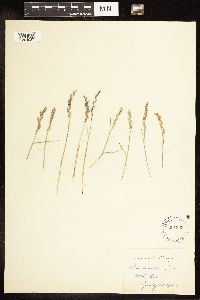 Poa secunda image