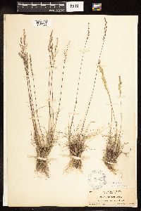 Poa secunda image