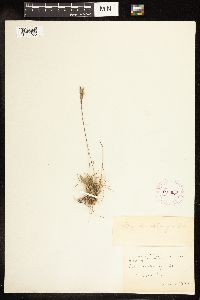 Poa secunda image