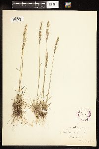 Poa secunda subsp. secunda image