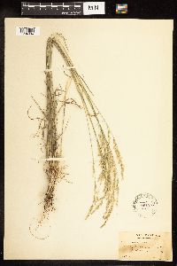 Poa secunda image