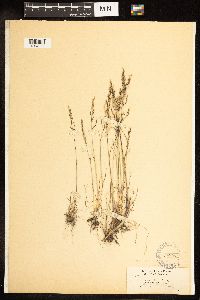 Poa secunda subsp. secunda image