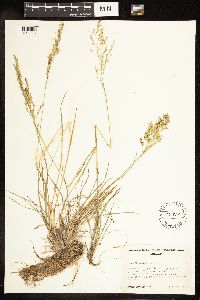 Poa secunda image