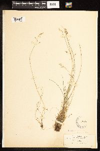 Poa secunda image