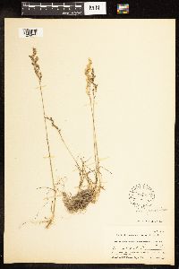 Poa secunda image